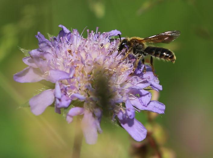 n_180527-flaum-sandbiene (andrena nitida)54-.jpg